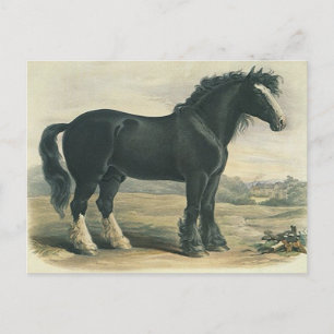 Antiek Briefkaart met zwarte gordel