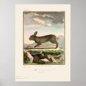 Antiek Bunny Rabbit Color Etching Poster (Voorkant)
