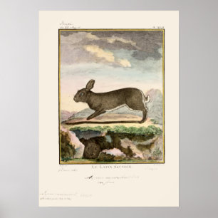Antiek Bunny Rabbit Color Etching Poster