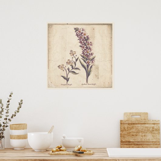 Antiek chemicaliën Afdrukken Poster Paars Loosestr (Keuken)