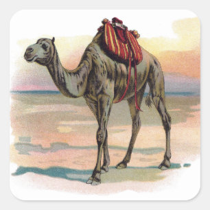 Antiek dromeary Camel Illustration Vierkante Sticker