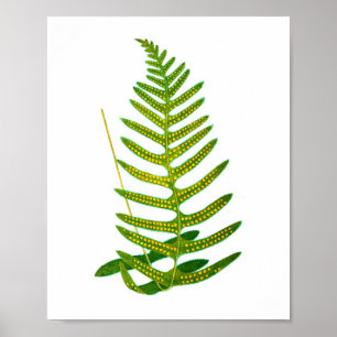 Antiek Fern-afdruk nr. 2 Botaniale Kunst Poster