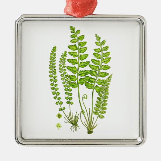Antiek Fern print #12 Groene Natuur Botanische kun Metalen Ornament (Voorkant)