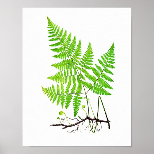 Antiek Fern Print No.1 Botanische illustratie (Voorkant)