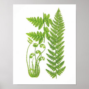 Antiek Fern Print No.7 Green Natuur Botanical Art