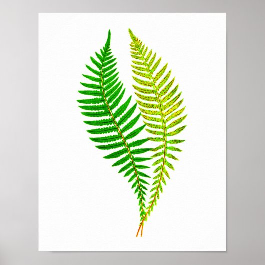 Antiek Fern print nr.4 Groene Natuur Botanische ku (Voorkant)