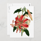 Antiek flesjes Roze en Witte Lily Briefkaart (Voorkant / Achterkant)