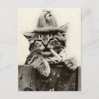  Antiek Funny Nostalgia Cat/kitten Briefkaart