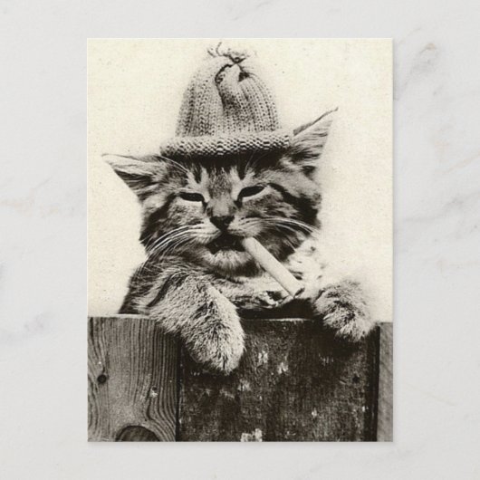 Antiek Funny Nostalgia Cat/kitten Briefkaart (Voorkant)