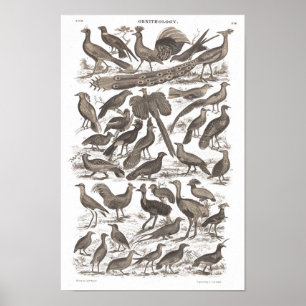 Antiek gedrukte orthinologische soorten poster