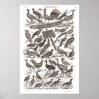 Antiek gedrukte orthinologische soorten poster