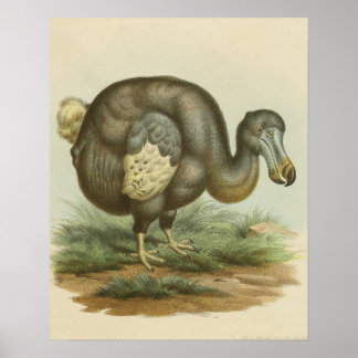 Antiek geschiedenis van de vogelgriep poster