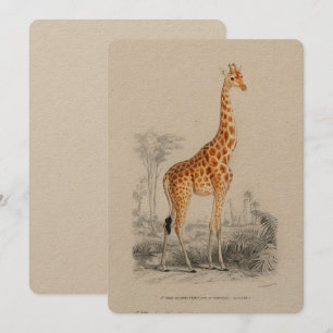 Antiek Giraffe Natuurhistorische Print Orbigny Kaart