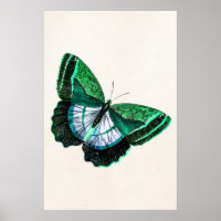 Antiek groene vlinder 1800s Illustratie