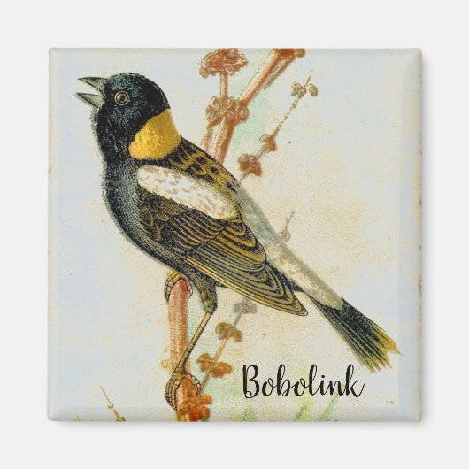 Antiek handgetekende Bobolink Vogelmagneet Magneet (Voorkant)