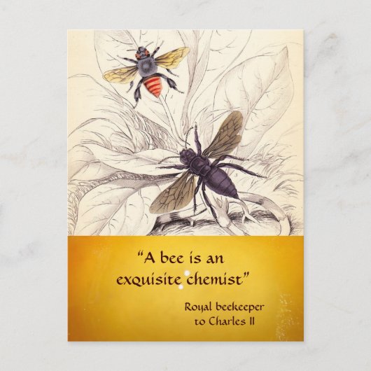 ANTIEK HONINGBIJENHOUDER ,BIJENTEELT BRIEFKAART (Voorkant)