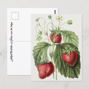 Antiek illustratie van Fraise reine des belges. Briefkaart