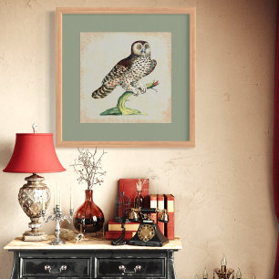 Antiek Italiaanse uil graveren  Natuur Poster