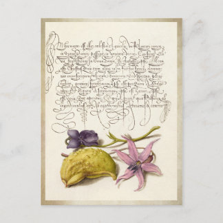  antiek kalligrafie botanische illustratie briefkaart