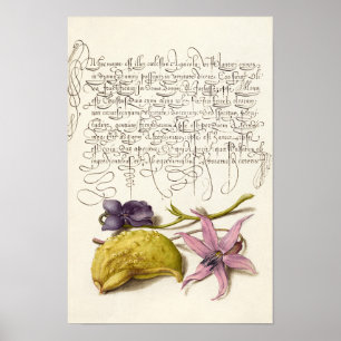  antiek kalligrafie botanische illustratie poster