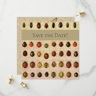 Antiek Lieveheersbeestje Exemplaar Patroon Antieke Save The Date