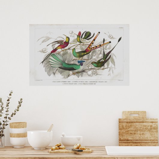 Antiek lithograafdruk voor levende vogels poster (Keuken)
