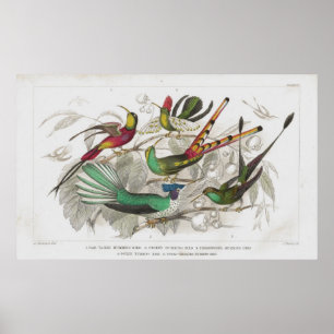 Antiek lithograafdruk voor levende vogels poster