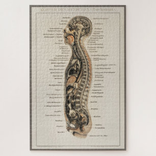 Antiek medisch anatomisch anatomisch diagram Legpuzzel