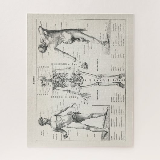 Antiek medisch anatomisch anatomisch diagram Legpuzzel (Verticaal)