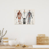 Antiek medisch anatomisch anatomisch diagram Poster (Keuken)