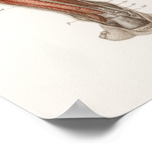  Antiek medisch anatomisch anatomisch diagram Poster (Hoek)