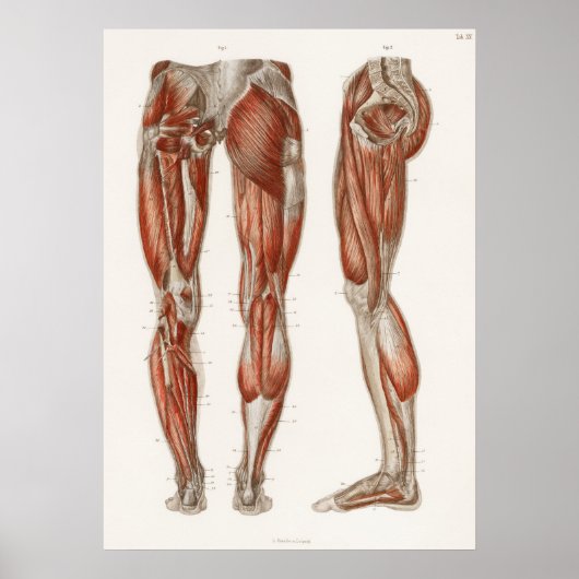 Antiek medisch anatomisch anatomisch diagram Poster (Voorkant)