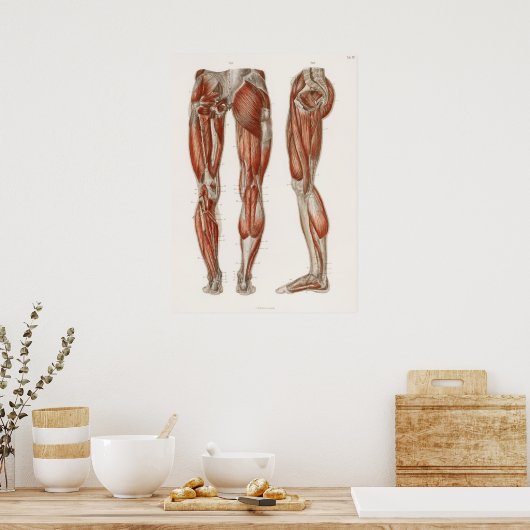 Antiek medisch anatomisch anatomisch diagram Poster (Keuken)