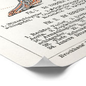  Antiek medisch Duits anatomisch diagram Poster (Hoek)