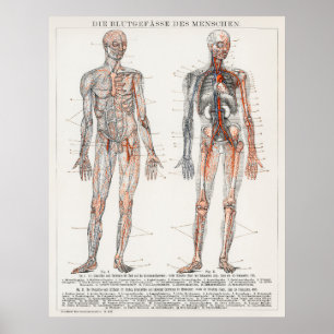 Antiek medisch Duits anatomisch diagram Poster