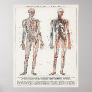  Antiek medisch Duits anatomisch diagram Poster