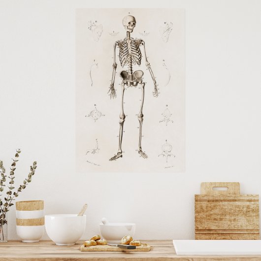  Antiek medisch skeleton anatomiediagram Poster (Keuken)