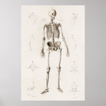 Antiek medisch skeleton anatomiediagram