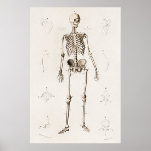  Antiek medisch skeleton anatomiediagram Poster