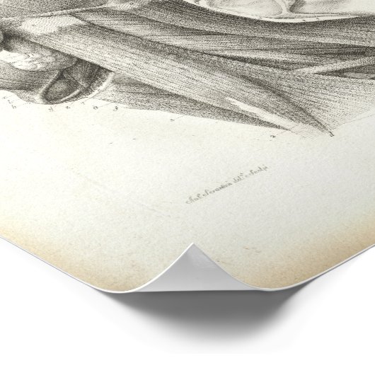 Antiek nekschouderspieren Medische druk Poster (Hoek)