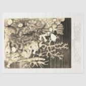 Antiek oceaankoralen beige tissuepapier (Voorkant)