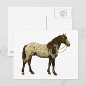 Antiek paarden - Appaloosa Briefkaart (Voorkant / Achterkant)