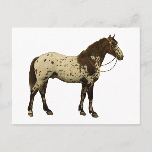 Antiek paarden - Appaloosa Briefkaart (Voorkant)