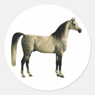 Antiek paarden - Arabisch Ronde Sticker