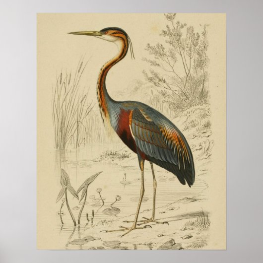 Antiek Paars Heron Travies Edouard Print (Voorkant)