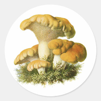 Antiek Paddestoel Print 13 Ronde Sticker