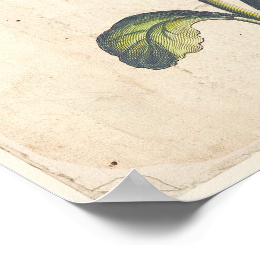 Antiek Poster met botanische afdruk Auricula, Prim (Hoek)