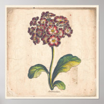 Antiek Poster met botanische afdruk Auricula, Prim
