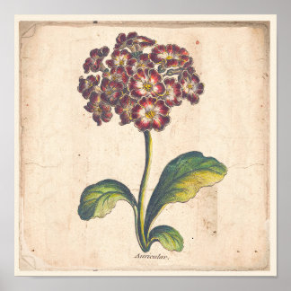 Antiek Poster met botanische afdruk Auricula, Prim