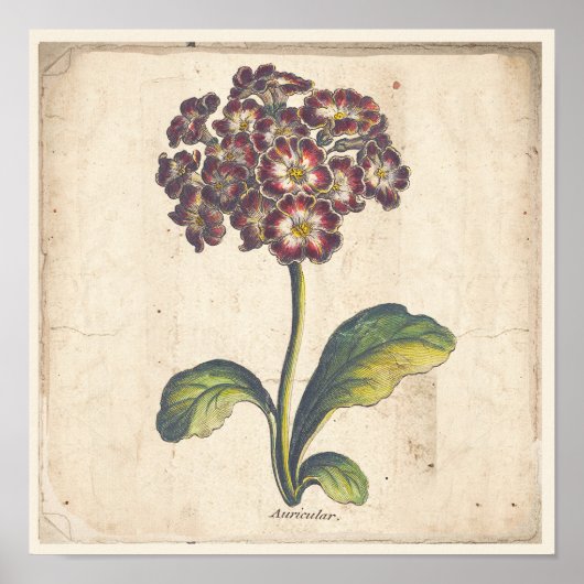 Antiek Poster met botanische afdruk Auricula, Prim (Voorkant)